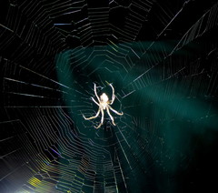 Cyphalonotus larvatus