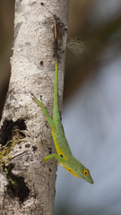Anolis aliniger