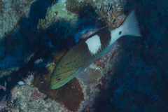 Gracila albomarginata
