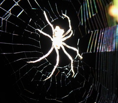 Cyphalonotus larvatus