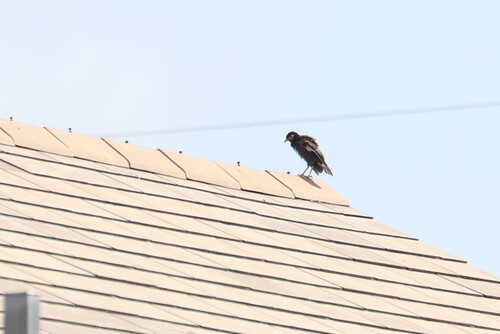 Common Myna (Common)