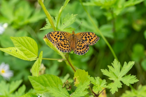 Lesser Marbled Fritillary