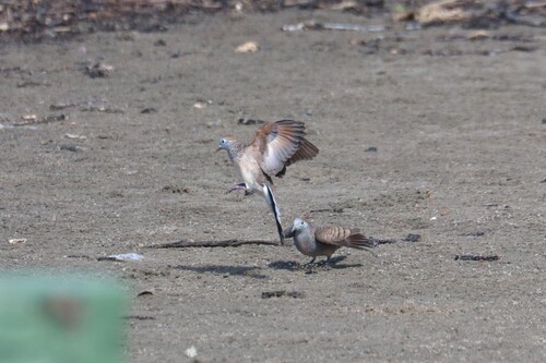 Zebra Dove
