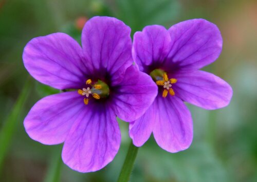 Texas Stork's Bill
