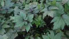 Artemisia lactiflora