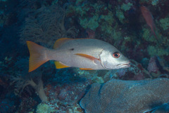 Lutjanus monostigma