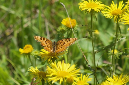 Melitaea scotosia