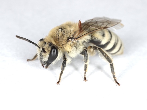 Colletes phaceliae