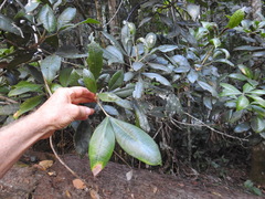 Acronychia pubescens