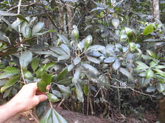 Acronychia pubescens