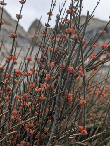 Ephedra intermedia, photograph 1