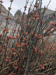 Ephedra intermedia, photograph (c) Rohit, some rights reserved (CC BY-SA)