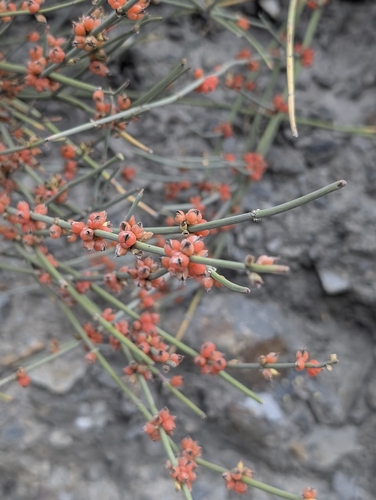 Ephedra intermedia, photograph 2