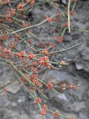 Ephedra intermedia, photograph (c) Rohit, some rights reserved (CC BY-SA)
