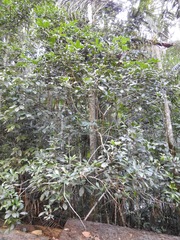 Acronychia pubescens