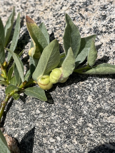 iNaturalist observation photo of Euura