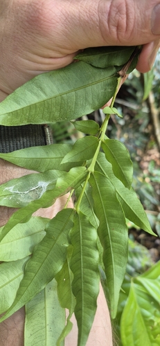 Syzygium apodophyllum, photograph 1