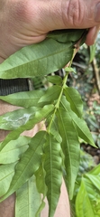 Syzygium apodophyllum