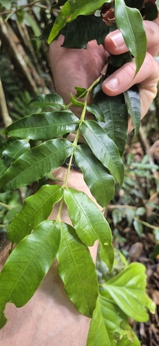 Syzygium apodophyllum, photograph 2