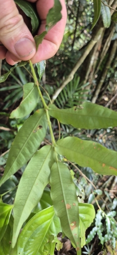 Syzygium apodophyllum, photograph 3