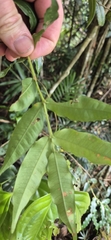 Syzygium apodophyllum, photograph (c) Evert Materman, some rights reserved (CC BY-SA)