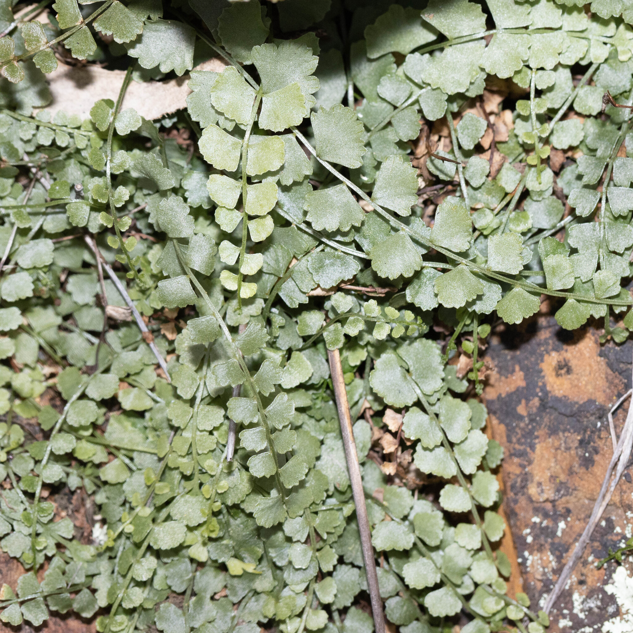 Asplenium flabellifolium