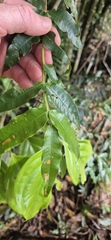 Syzygium apodophyllum, photograph (c) Evert Materman, some rights reserved (CC BY-SA)