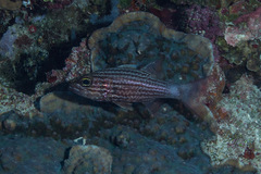 Cheilodipterus macrodon