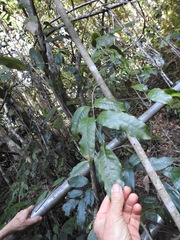 Canarium australasicum