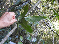 Canarium australasicum