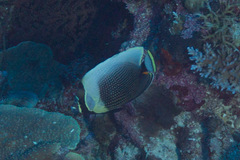 Chaetodon reticulatus