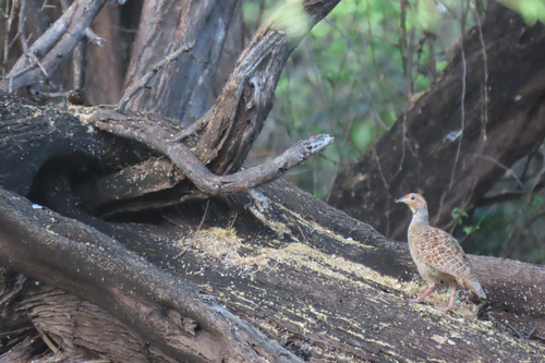 Francolinus francolinus observed 2026-07-20