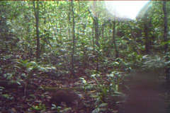 Liberian Mongoose photo 2