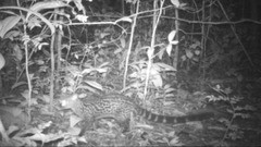 Bourlon's Genet photo 2