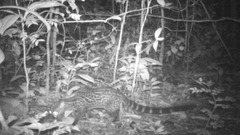 Bourlon's Genet photo 3