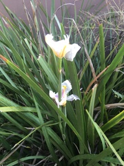 Dietes grandiflora