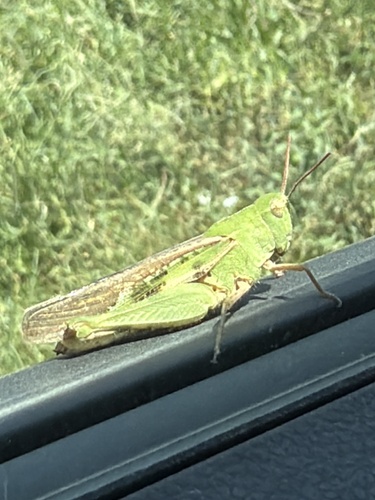 Green-striped Grasshopper