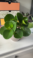 Magnoliopsida