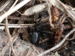 Zelotes subterraneus