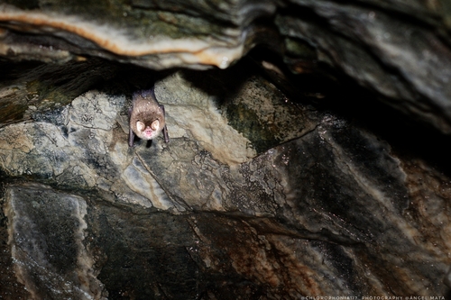 Mexican Funnel-eared Bat