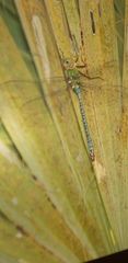 Anax tumorifer