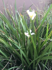 Dietes grandiflora