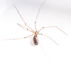 Pholcus phalangioides