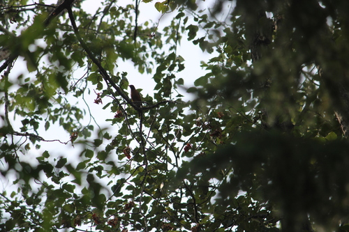 American Robin