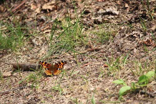 Compton Tortoiseshell