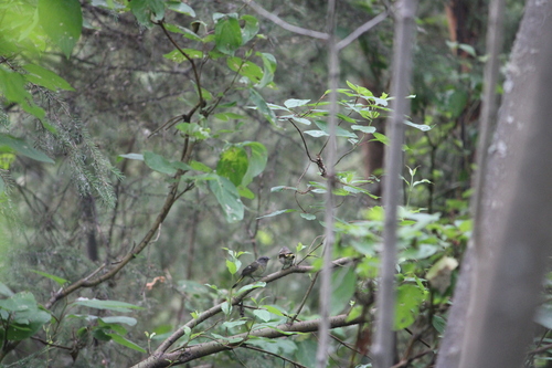 American Redstart