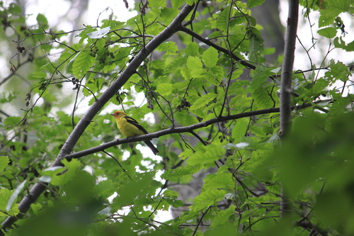 Western Tanager