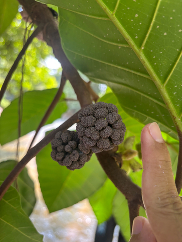 Poikilospermum observed 2026-07-23