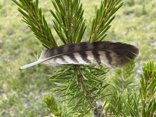iNaturalist observation photo of Red-tailed Hawk