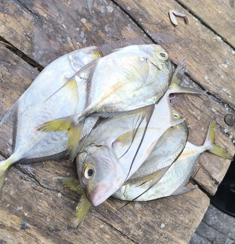 Carangoides armatus observed 2026-07-14